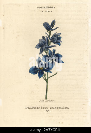 Campo larkspur, Consolida regalis (Delphinium consolida). Handcolored incisione su rame dopo una illustrazione di Richard Duppa dalla sua le classi e gli ordini del sistema Linnaean di botanica, Longman, Hurst, Londra, 1816. Foto Stock