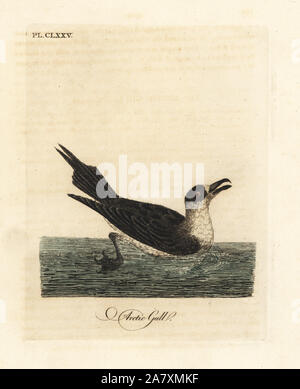 Jaeger parassita, arctic skua o parassiti, skua Stercorarius parasiticus (gabbiano artico, Larus parasiticus). Copperplate Handcolored disegnato e inciso da John Latham dal proprio una storia generale di uccelli, Winchester, 1824. Foto Stock