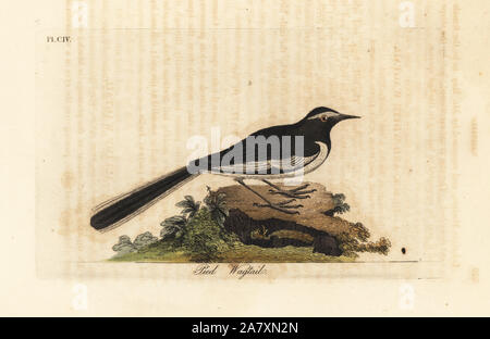 Bianco-browed wagtail o grandi pied wagtail, Motacilla maderaspatensis. (Pied wagtail dell India). Copperplate Handcolored disegnato e inciso da John Latham dal proprio una storia generale di uccelli, Winchester, 1823. Foto Stock