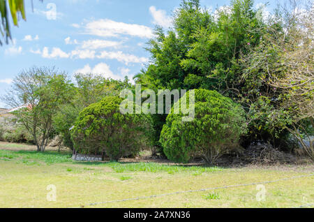 Gli alberi del parco Foto Stock