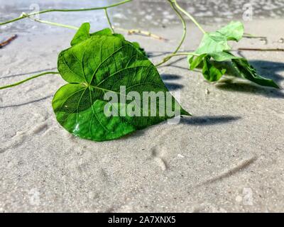 A forma di cuore sulla foglia di Giove Island Beach, Florida Foto Stock