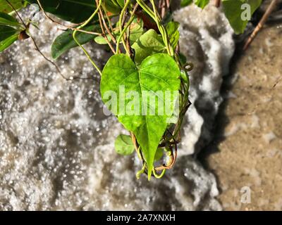 A forma di cuore sulla foglia di Giove Island Beach, Florida Foto Stock