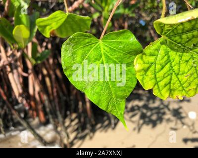 A forma di cuore sulla foglia di Giove Island Beach, Florida Foto Stock