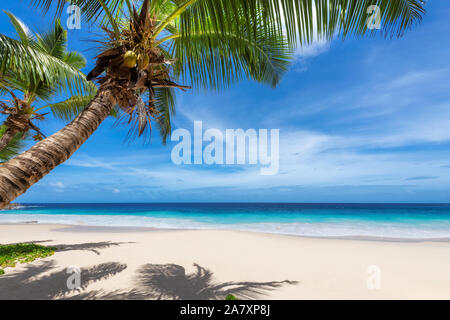 Palme di cocco su Paradise Beach Foto Stock