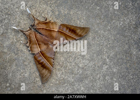 Tropical coda di rondine tarma, zampa di Lissa, Kohima, Nagaland, India Foto Stock