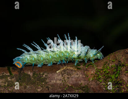 Atlas Moth Caterpillar, Goa, india. Moth più grande, endemica in Asia. Le forewings hanno marcatura che assomiglia ad una testa del serpente Foto Stock