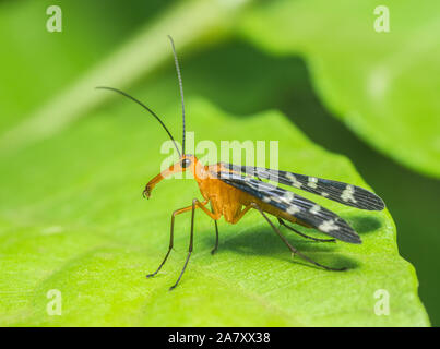 Scorpion Fly, Mumbai, Maharashtra, India Foto Stock