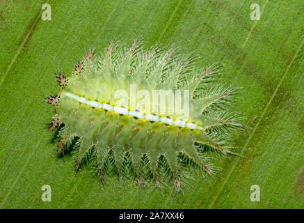 Limacodid Moth Caterpillar, Mumbai, Maharashtra, India Foto Stock