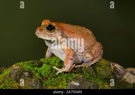 Scavando Rana, vasai, Maharashtra, India Foto Stock