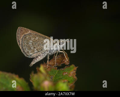 Scrub pigmeo tramoggia, Aeromachus pygmaeus, Butterfly, Garo Hills, Meghalaya, India Foto Stock