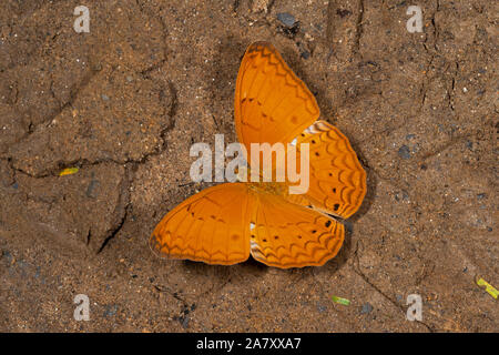 Common Yeoman, Cirrochroa tyche, Butterfly, Garo Hills, Meghalaya, India Foto Stock