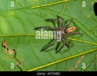 Huntsman spider Sparassidae, Garo Hills, Meghalaya, India Foto Stock