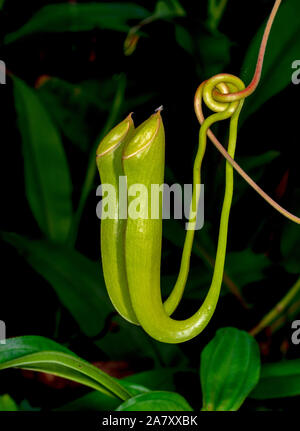 Nepenthes khasiana è una pianta tropicale a rischio di estinzione del genere Nepenthes. È l'unica specie nepenthes originaria dell'India Foto Stock