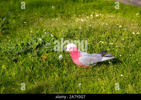 Un curioso Australian rosa e grigio galah Eolophus roseicapilla cerca succosa cape erbaccia suggerimenti di fiori da mangiare al prato verde nel parco di estuario. Foto Stock