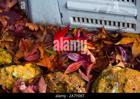 Caduto essiccato rosso e marrone da foglie di un albero di acero giace sul terreno e prato in tarda estate annunciando l'insorgenza del refrigeratore autunno caduta stagione. Foto Stock