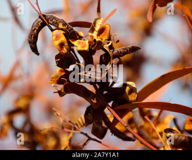 Essiccato marrone lungo baccelli di semi di Acacia mearnsii graticcio Nero una rapida crescita delle leguminose shade tree nativo di Southeastern Australia con fiori profumati. Foto Stock