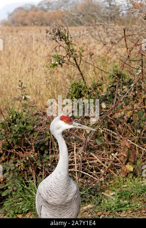 Primo piano di una gru Sandhill al George C. Reifel uccello migratore Santuario, Delta, BC, Canada Foto Stock