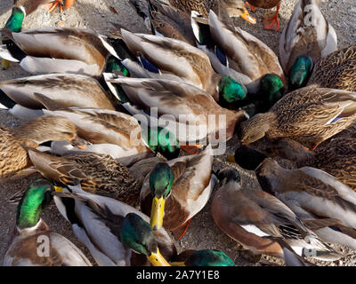 Vista dettagliata del le anatre bastarde concorrenza alimentare sul terreno al George C. Reifel uccello migratore Santuario, Delta, BC, Canada Foto Stock