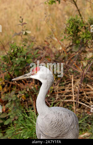 Primo piano di una gru Sandhill al George C. Reifel uccello migratore Santuario, Delta, BC, Canada Foto Stock