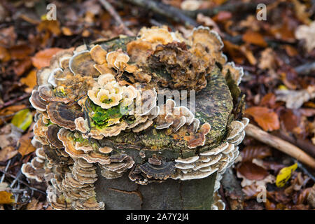 La Turchia di coda (Trametes versicolor) funghi sul moncone di un bosco di faggi in autunno Foto Stock