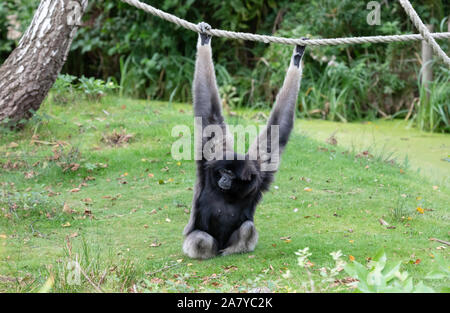 Gibbon argenteo sull'erba, appeso a una fune, il fuoco selettivo Foto Stock