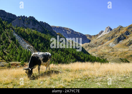 Una mucca pezzata pascolare in un pascolo del Vallone di Marmora in Valle Maira in una soleggiata giornata estiva con cielo blu, Alpi Cozie, Cuneo, Piemonte, Italia Foto Stock