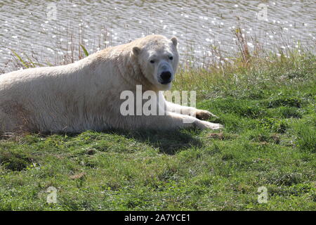 Maschio di Orso Polare, Nissan (Ursus maritimus) Foto Stock