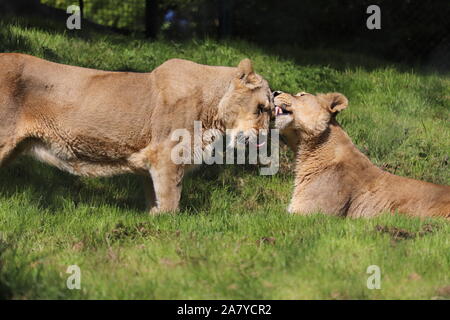 Femmina Leoni asiatici, Asha & Kyra (Panthera leo persica) Foto Stock