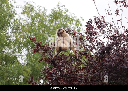 Maschio Gibbon Lar, Huggy (Hylobates lar) Foto Stock