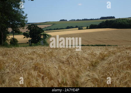 Bellissimo paesaggio rurale in Cornovaglia nel sole brillante con un campo di mais. Foto Stock