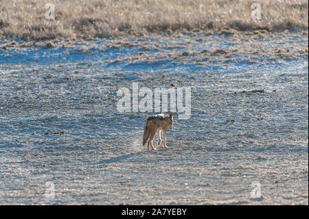 Due side-striped Jackal -Canis Adustus- a caccia di prede in Etosha National Park, Namibia. Foto Stock