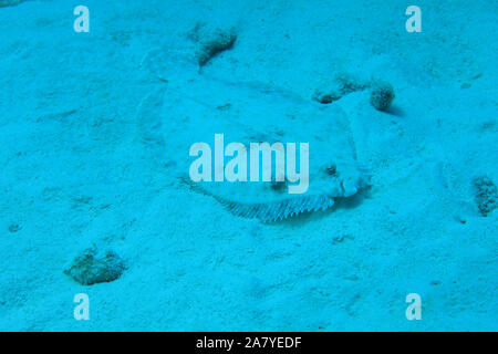 Peacock passera pianuzza Pesce (Bothus lunatus) mimetizzata di sabbia sul fondo del mare dei Caraibi Foto Stock
