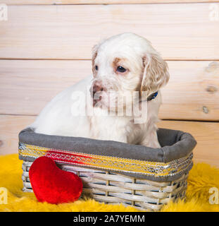 Carino Setter inglese cucciolo di cane in un cestino di legno. Foto Stock