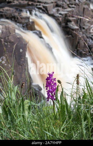 Inizio orchidea viola (Orchis mascula) con la cascata di bassa forza dietro, Superiore Teesdale, County Durham, Regno Unito Foto Stock