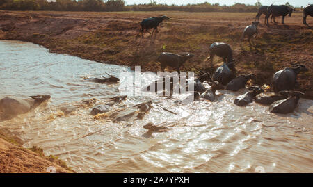 Buffalo attraversare il fiume vicino al villaggio galleggiante in Cambogia Foto Stock