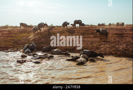 Buffalo attraversare il fiume vicino al villaggio galleggiante in Cambogia Foto Stock