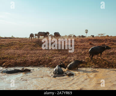 Buffalo attraversare il fiume vicino al villaggio galleggiante in Cambogia Foto Stock