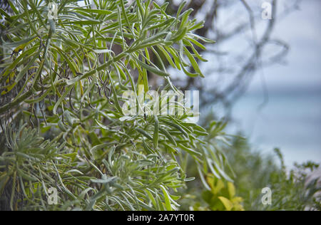 Dettaglio di un tropicale pianta grassa Foto Stock