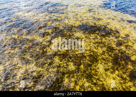 Wassergrafik, Rügen, Dranske, Wieker Bodden Foto Stock