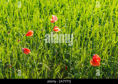 Schaprode, Rügen, Getreidefeld, Mohnblumen Foto Stock