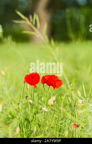 Schaprode, Rügen, Getreidefeld, Mohnblumen Foto Stock