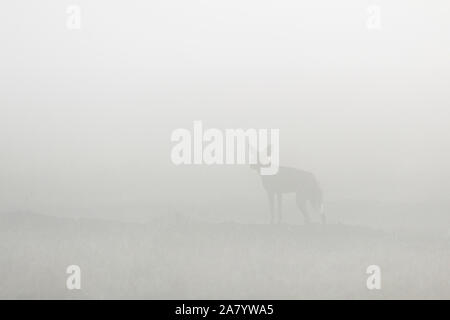 Un singolo adulto cane selvatico fuori la caccia in pesanti early morning mist, permanente e la ricerca, formato orizzontale, Ol Pejeta di Laikipia, Kenya Africa Foto Stock