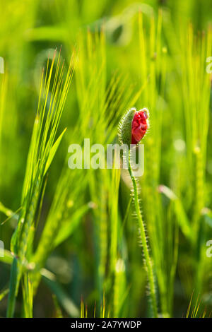 Schaprode, Rügen, Getreidefeld, Mohnblumen Foto Stock