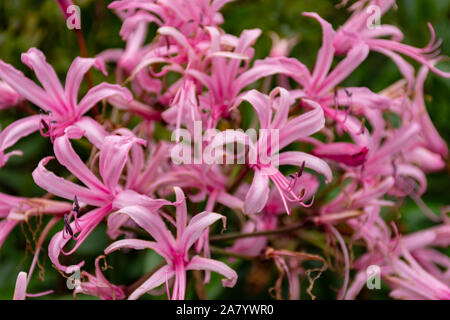 Nerine Bowdenii glowers in rosa. Grande gruppo di fiori. Amaryllidaceae famiglia. Rosa e floers hebaceous fogliame verde. Foto Stock