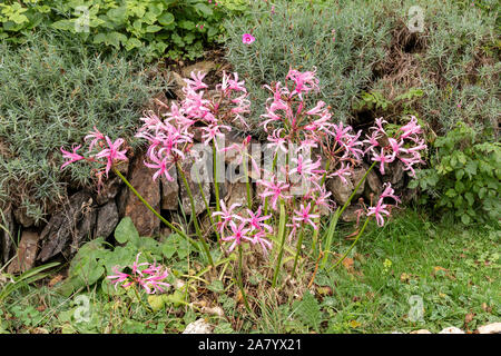 Nerine Bowdenii glowers in rosa. Grande gruppo di fiori. Amaryllidaceae famiglia. Rosa e floers hebaceous fogliame verde. Foto Stock