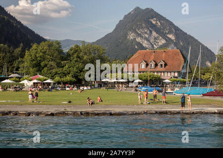 Lucertole da mare sul lato del lago di Thun, Interlake, Svizzera Foto Stock