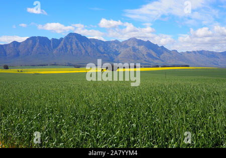 Antenna di verde e giallo campi con le montagne Foto Stock