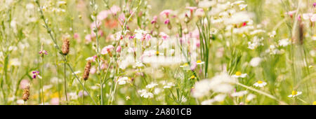 Intestazione, il prato di fiori per insetti, giardinaggio con nativo e fiori selvatici organico Foto Stock