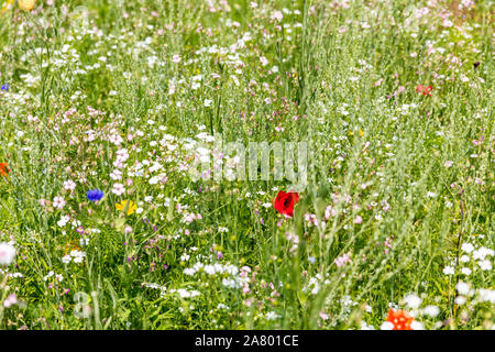 Prato di fiori selvaggi nel proprio giardino, erbe e fiori per insetti, habitat naturale Foto Stock