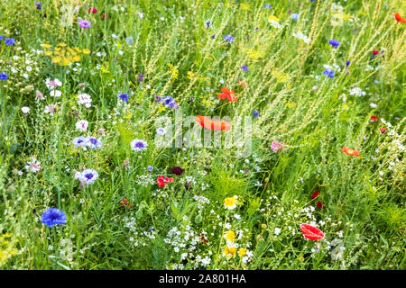 Splendida fioritura giardino di fiori selvaggi, piante mellifere per api e di altri insetti Foto Stock